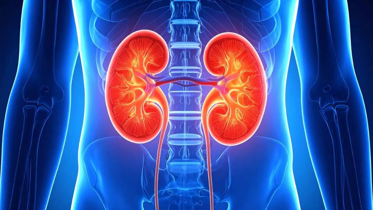 Detailed 3D medical illustration showing human kidneys before starting hemodialysis for kidney failure.