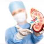 A surgeon in surgical scrubs and a protective mask holding an anatomical kidney model to help explain steps in the kidney transplant process.