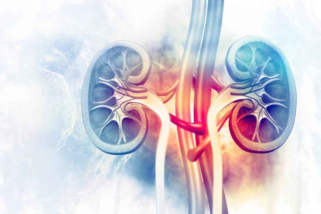 Detailed 3D medical illustration showing human kidney anatomy and blood vessels, highlighting key structural details relevant to the kidney transplant process.