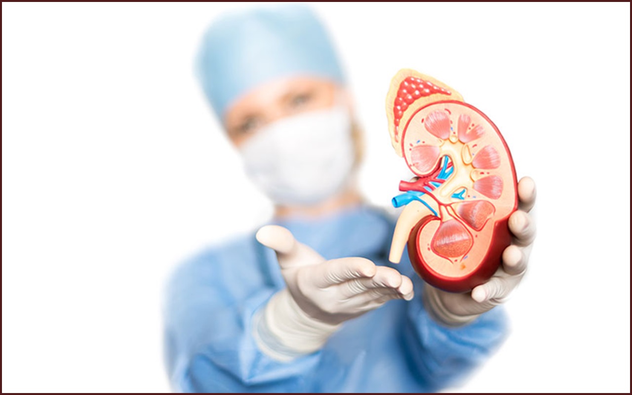 A surgeon in surgical scrubs and a protective mask holding an anatomical kidney model to help explain steps in the kidney transplant process.