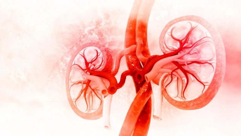 Detailed red medical illustration of human kidneys highlighting internal structures for phosphorus management.