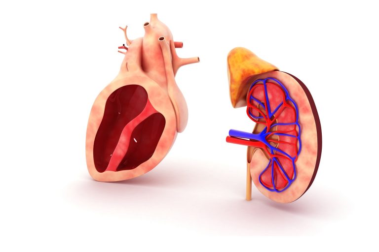 Anatomical heart and kidney models connected by red arrows to symbolize the link in heart and kidney health.